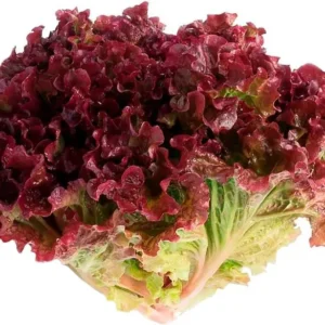 Alface crespa roxa orgânico