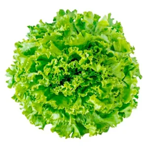 Alface crespa orgânico