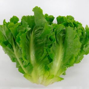 Chicória ( escarola) orgânico