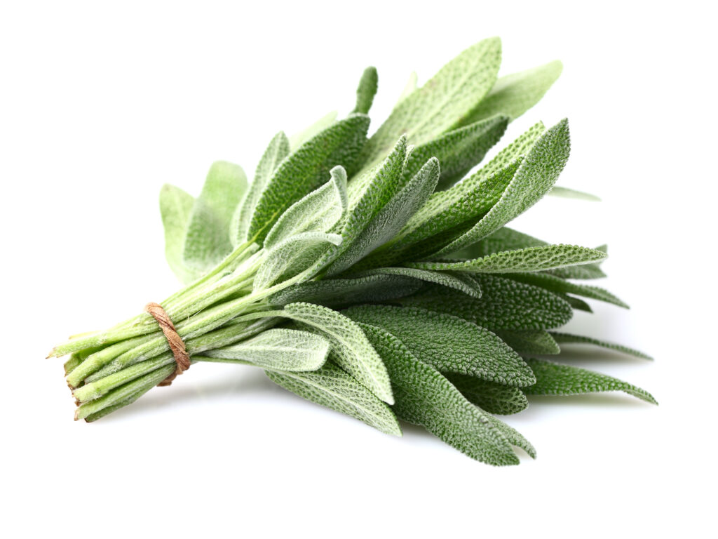 Erva aromática ( sálvia )